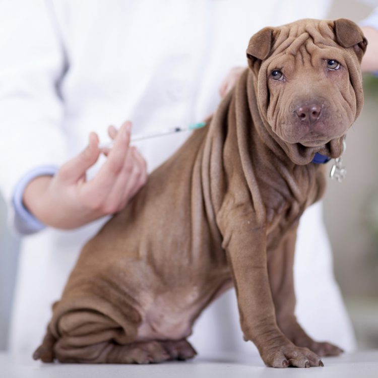 aşı köpek 2